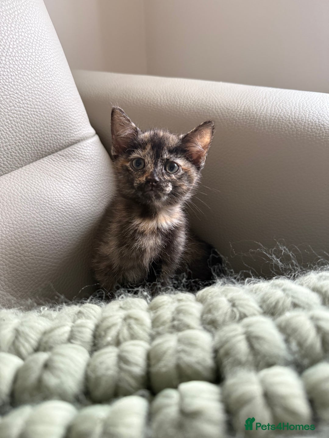 Domestic Shorthair cats for sale: Gorgeous kittens - Image 11