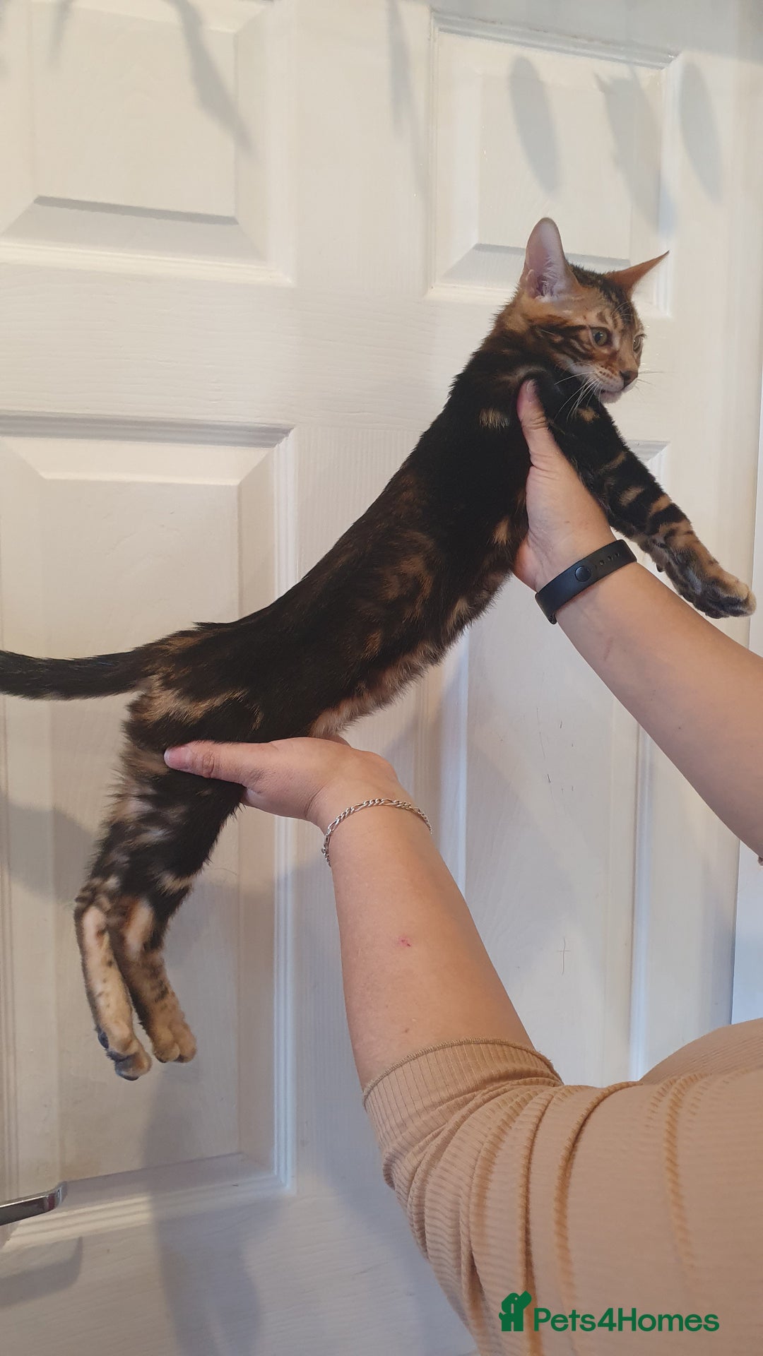 Bengal cats for sale: Pedigree Bengal Kittens - Advert 22