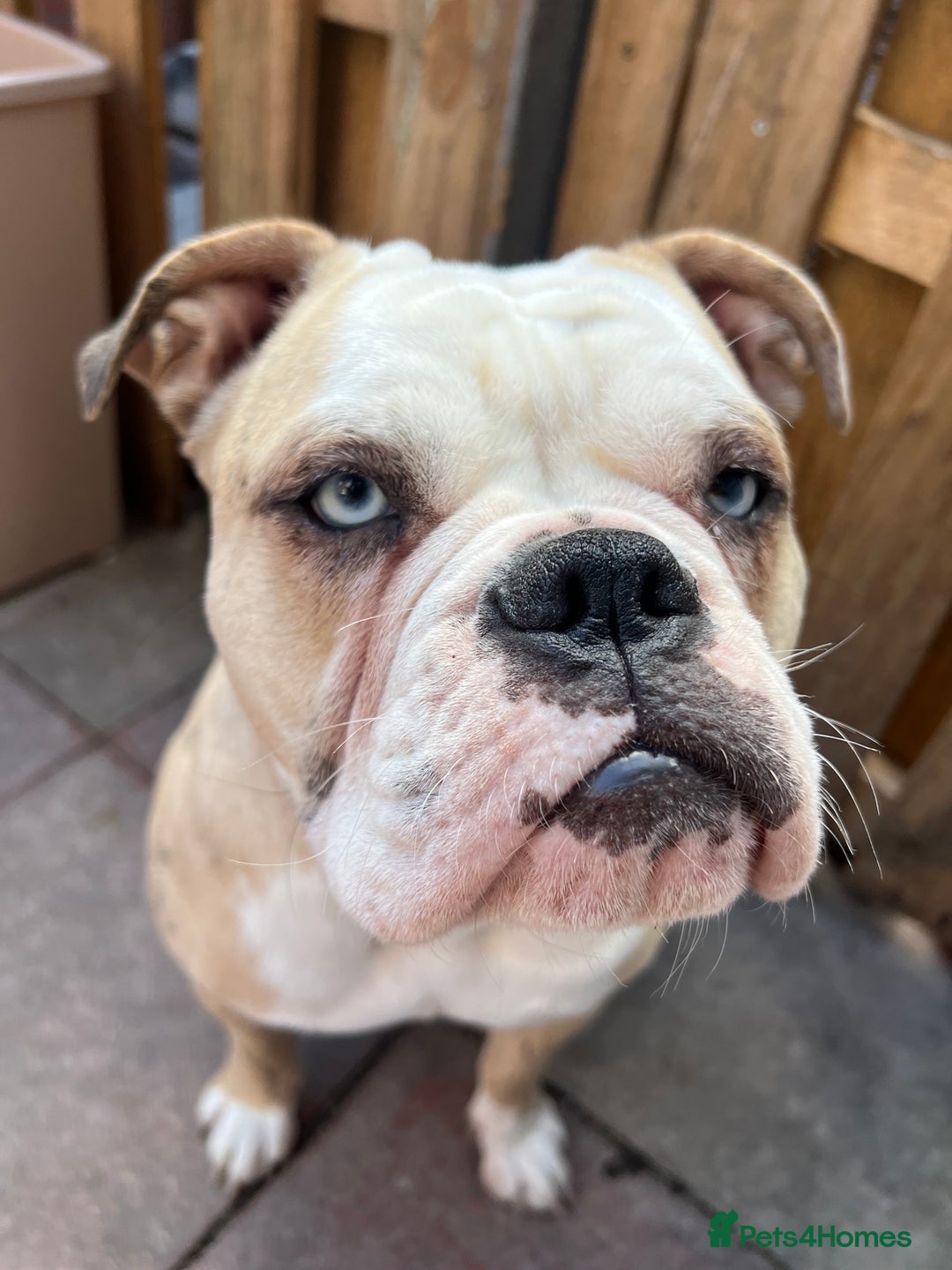 Old Tyme Bulldog dogs for sale: 🐶 Old Tyme English Bulldog  - Image 1