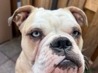 Old Tyme Bulldog dogs 🐶 Old Tyme English Bulldog - Advert 1