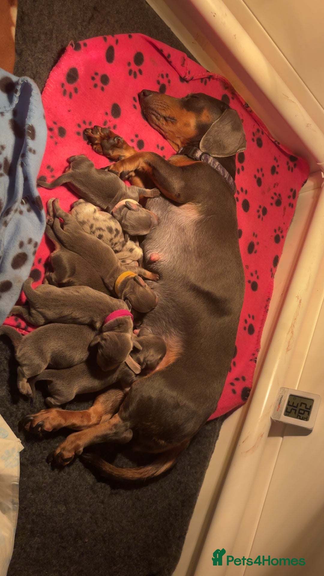 Miniature Dachshund dogs for sale: Blue & Tan Miniature Dachshund  - Advert 2