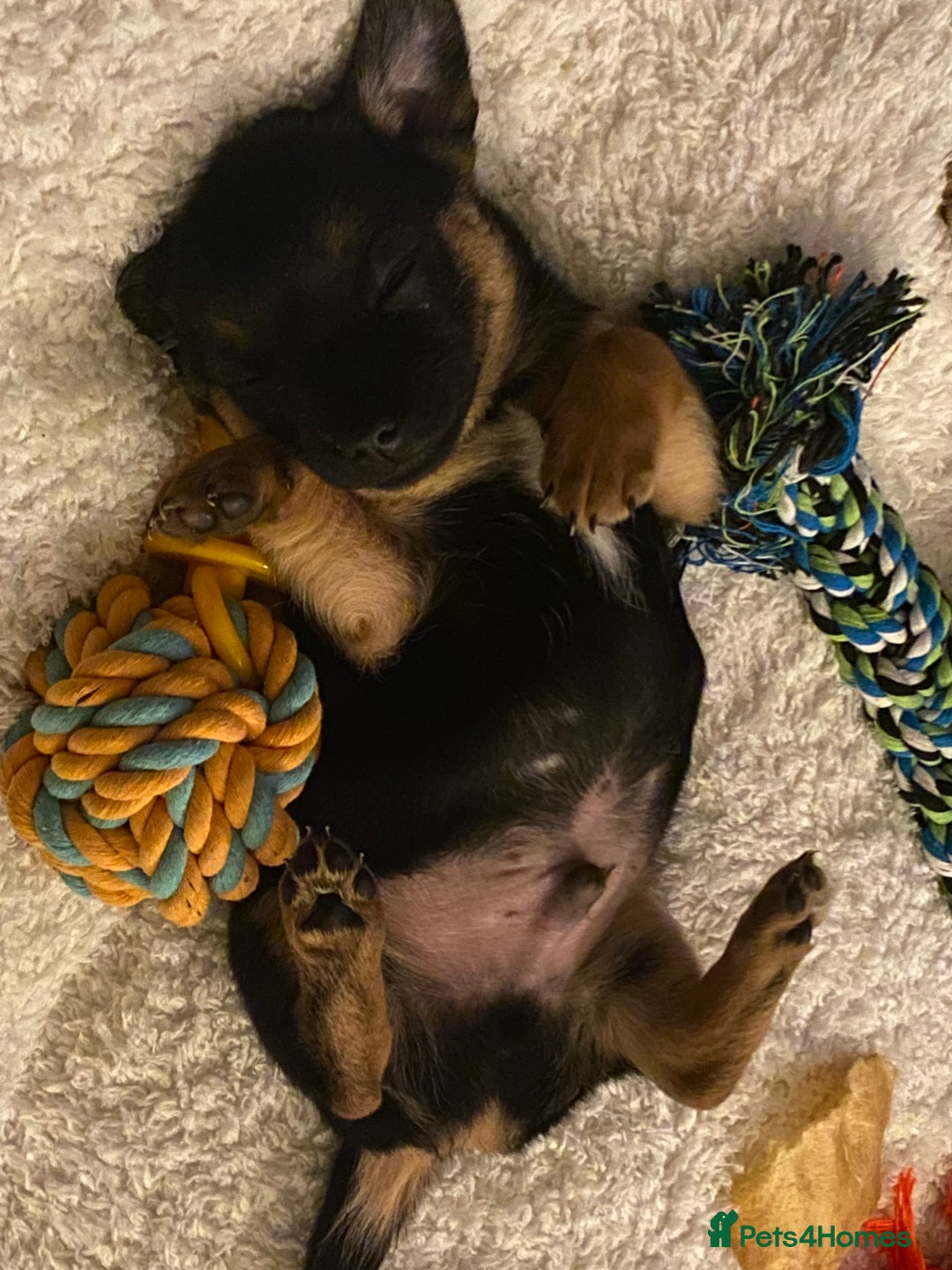 Chihuahua dogs for sale: Beautiful chihuahua pups - Advert 10