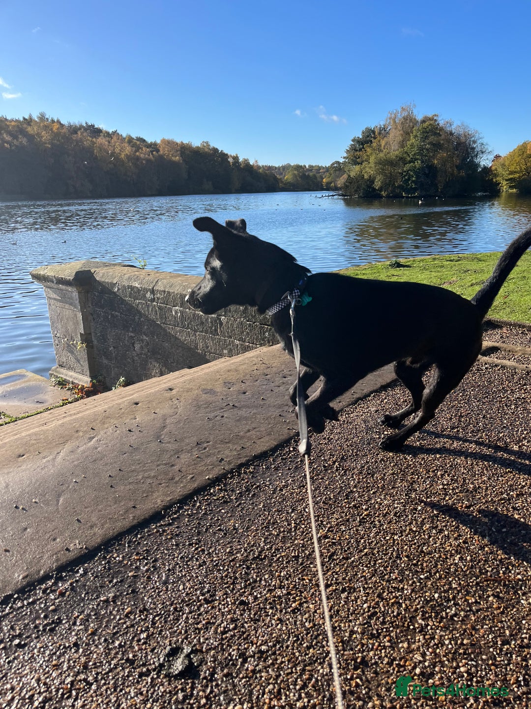 Mixed Breed dogs for sale: Moroccan Puppy  - Advert 10