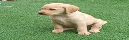Labrador Retriever dogs for sale: READY TO LEAVE 🐶🐶 - Advert 9