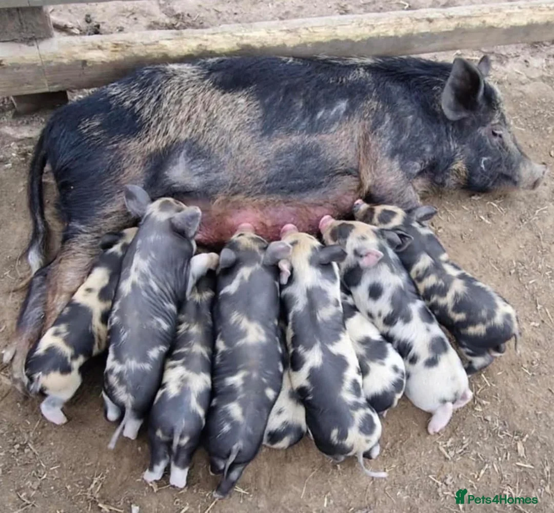 Pig livestock for sale: Miniature / Micro Piglets - Advert 2