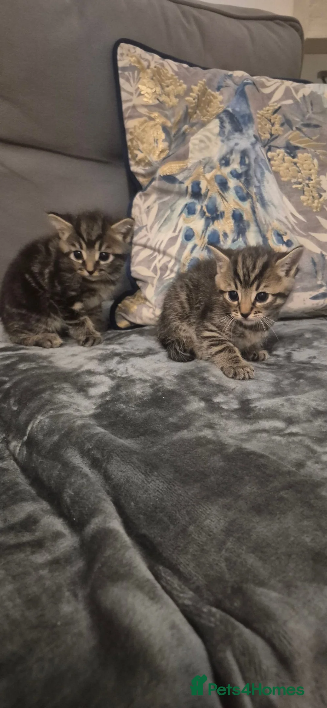 Russian Blue cats for sale: Blue Russian Kittens  in Downham Market - Advert 7
