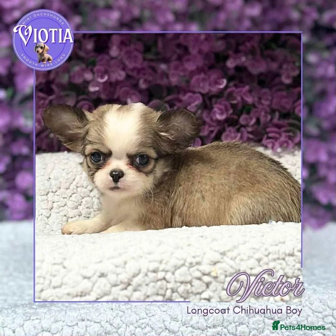 Chihuahua dogs for sale: Stunning long coat chihuahua’s  - Advert 7