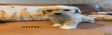 Cockapoo 5