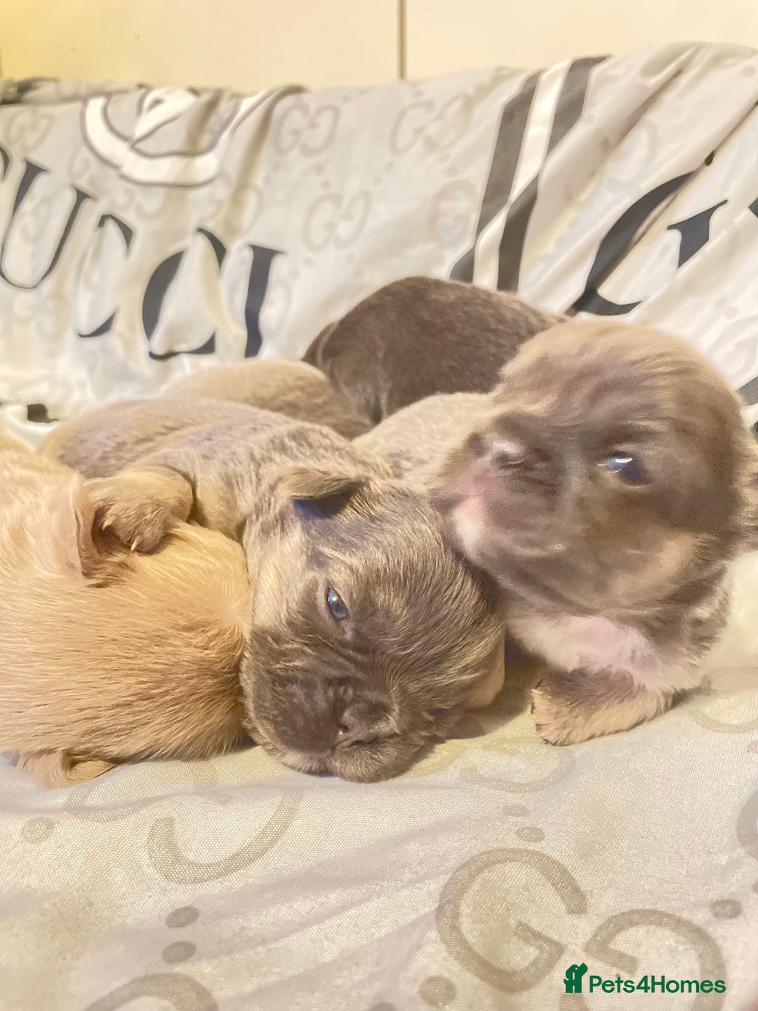 French Bulldog dogs for sale: 🩷🐶🐾6 Adorable fluffy French bulldogs 🩷🐶🐾 - Advert 12