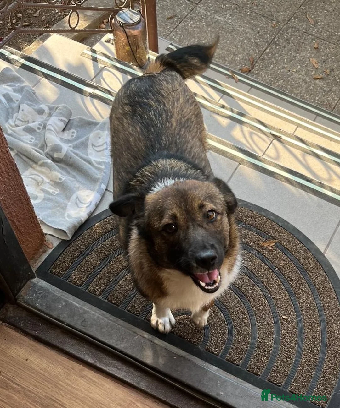 Mixed Breed dogs for adoption: BELLA -  a superb little girl, for a Loving Home - Advert 3