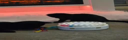 Mixed Breed cats for sale: 2 beautiful kittens to go together - Advert 4