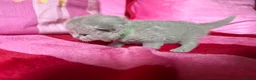 British Shorthair cats for sale: Champion Line British Shorthair Kittens 😻🥇🏆🐾 - Advert 22