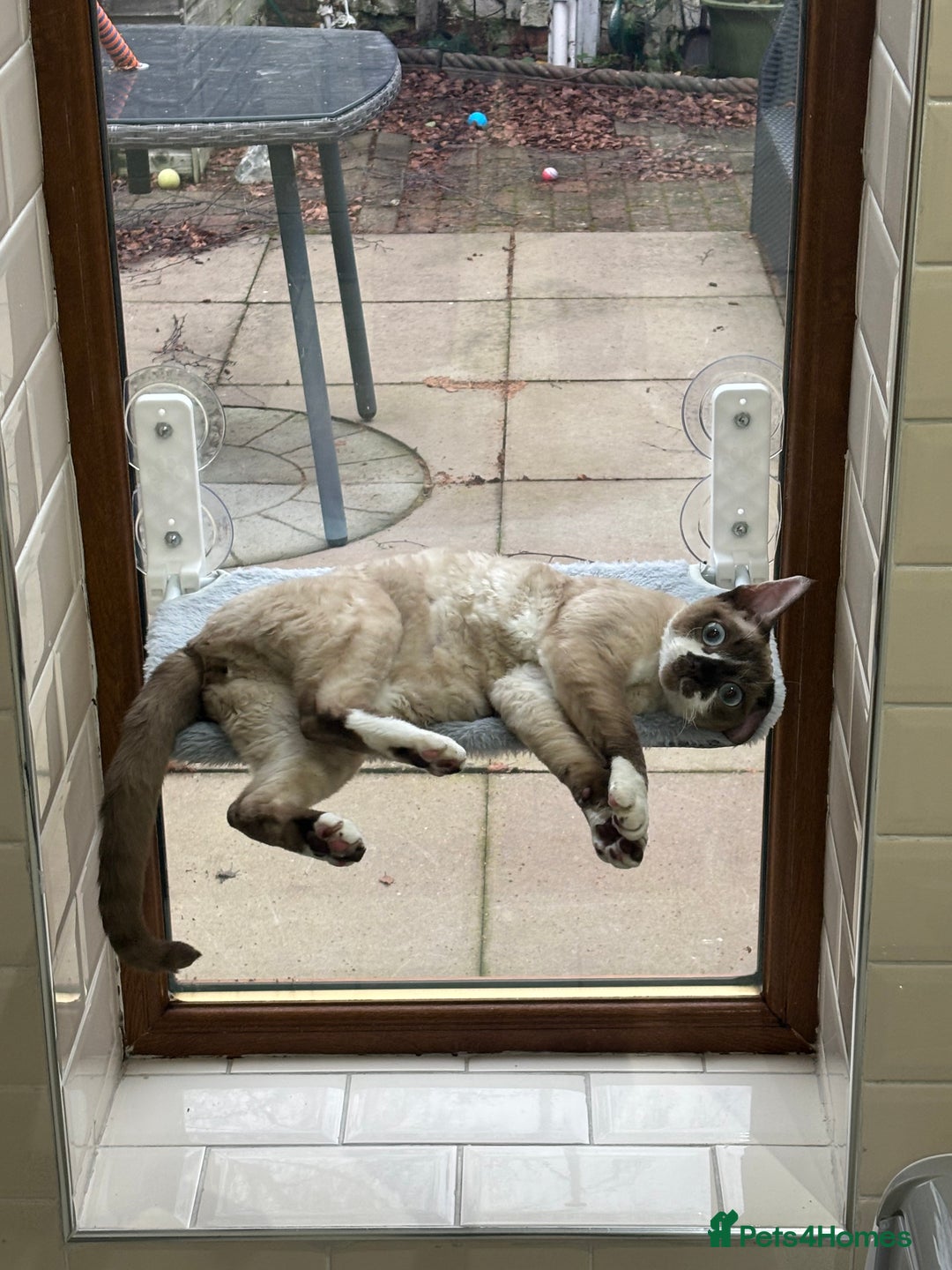 Devon Rex cats for sale: Devon Rex “Chino” - Advert 4