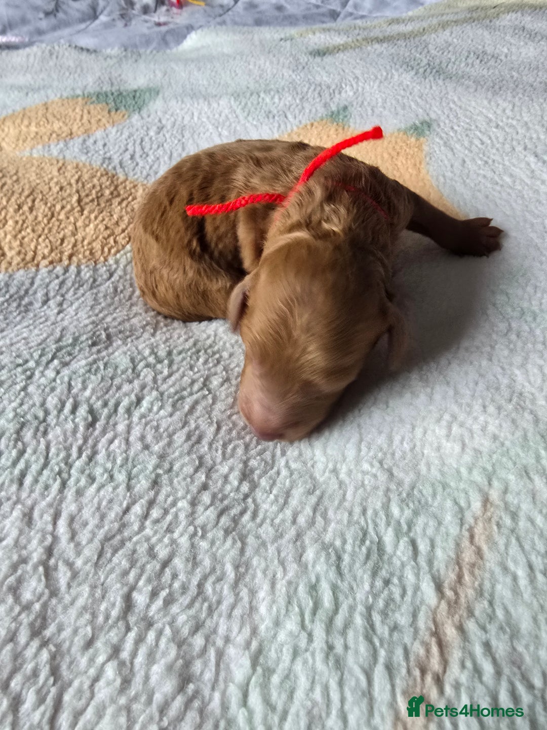 Miniature Poodle dogs for sale: Stunning Red KC Miniature Poodles-Champion Lines - Advert 19