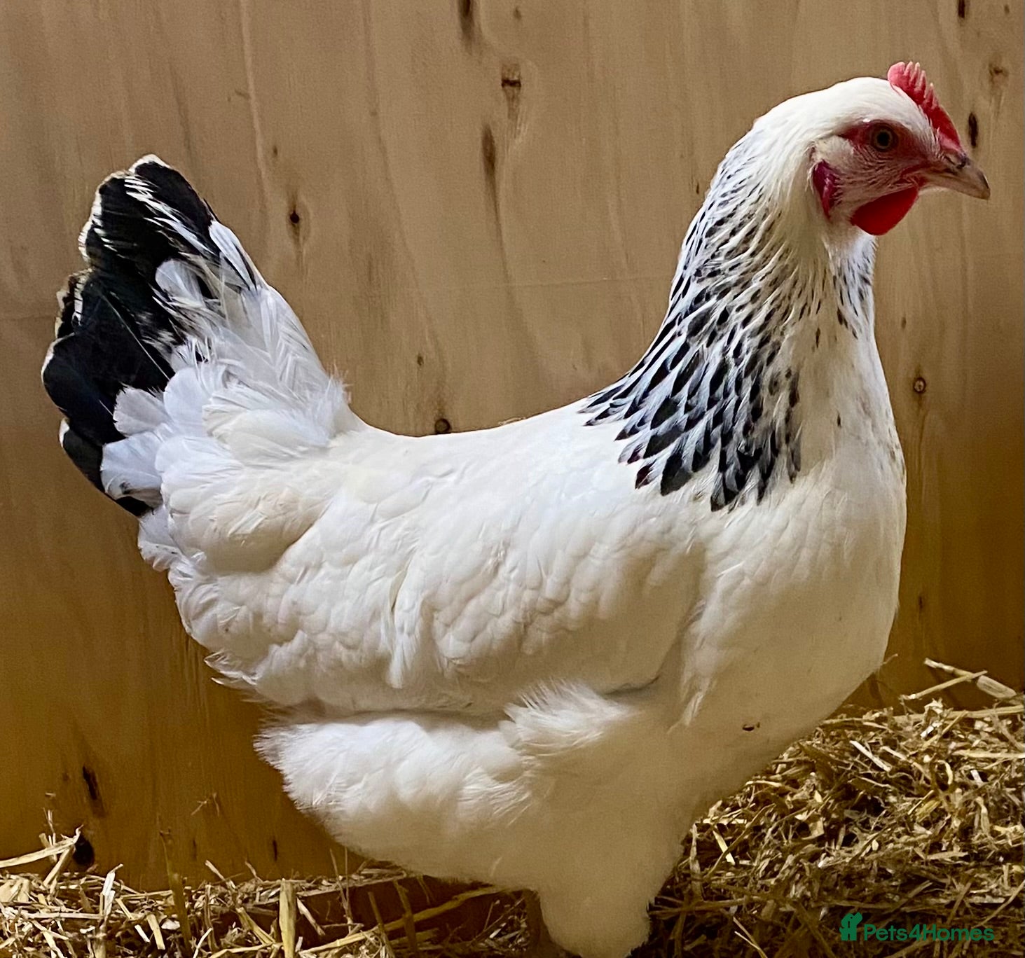 Chickens poultry Light Sussex  - Advert 7