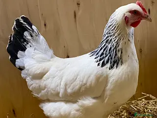 Chickens poultry Light Sussex - Advert 7