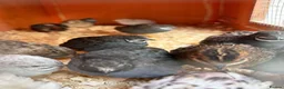 Quail poultry for sale: Chinese button quails  - Advert 2