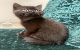 British Shorthair cats for sale: British shorthair chocolate brown mocha kitten - Advert 12
