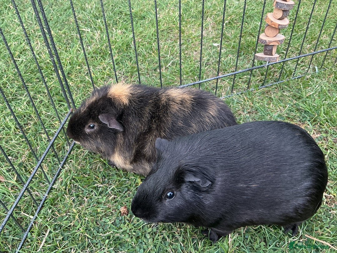 Guinea Pig rodents for sale: 2 Friendly boy guinea pigs looking for a new home - Advert 3