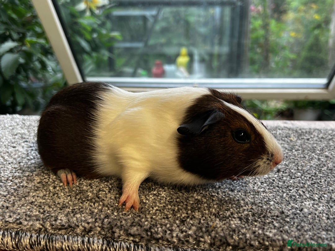 Guinea Pig rodents for sale: Bonded group of young boars - Image 16