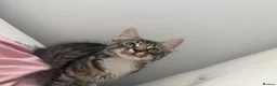 Mixed Breed cats for sale: Rehome beautiful sweet Kitty in London - Advert 6