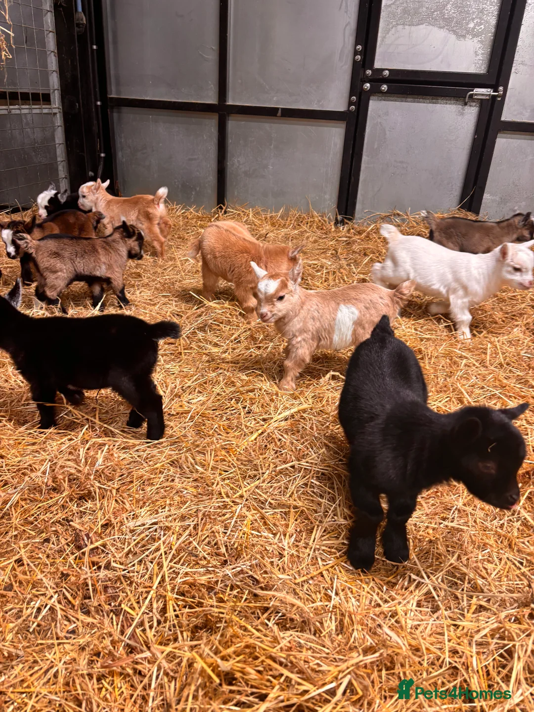 Goats livestock for sale: Gorgeous Pygmy Goats - Ready from mid April  - Advert 10