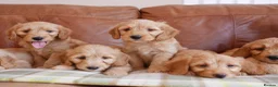 Mini Goldendoodle dogs for sale: Stunning Health Tested Miniature Goldendoodles - Advert 11