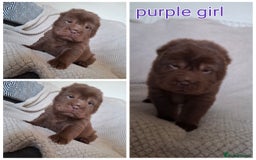 Shar Pei dogs for sale: Only 3 babies left Sharpei puppies for sale  - Image 2