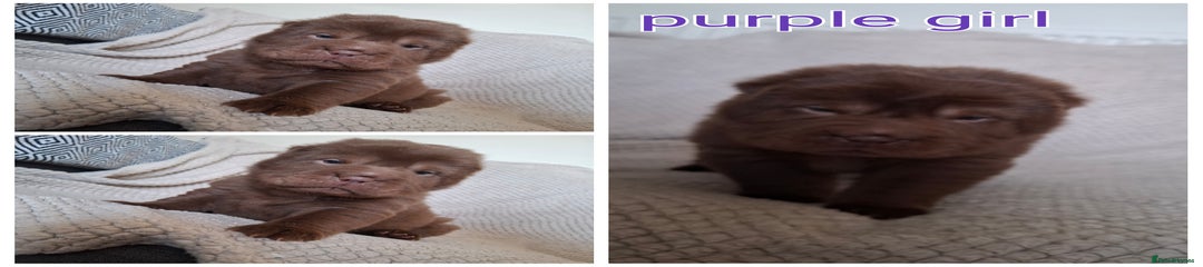 Shar Pei Puppy 6