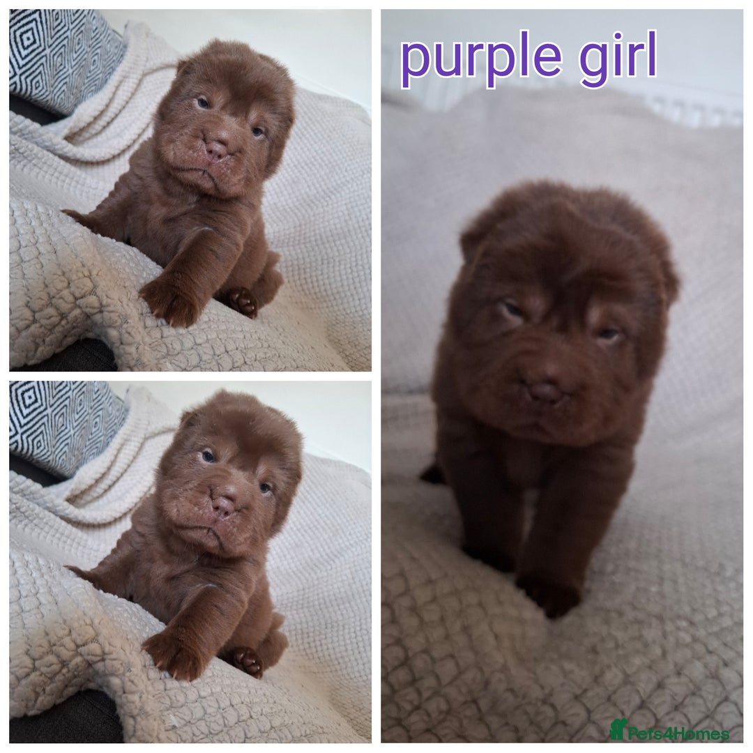 Shar Pei dogs for sale: Only 3 babies left Sharpei puppies for sale  - Image 2
