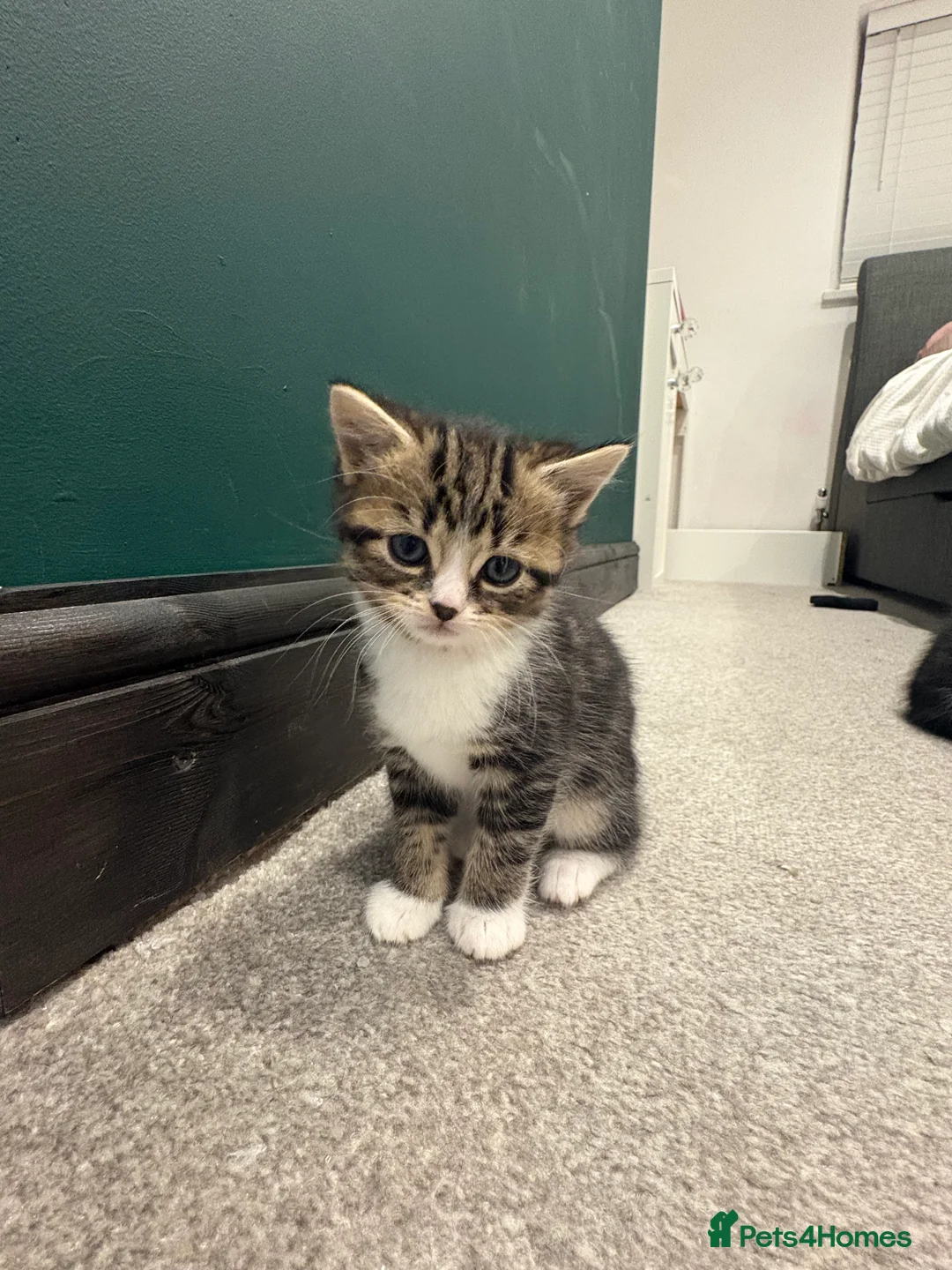 Mixed Breed cats for sale: 1/2 Persian kittens  - Advert 10