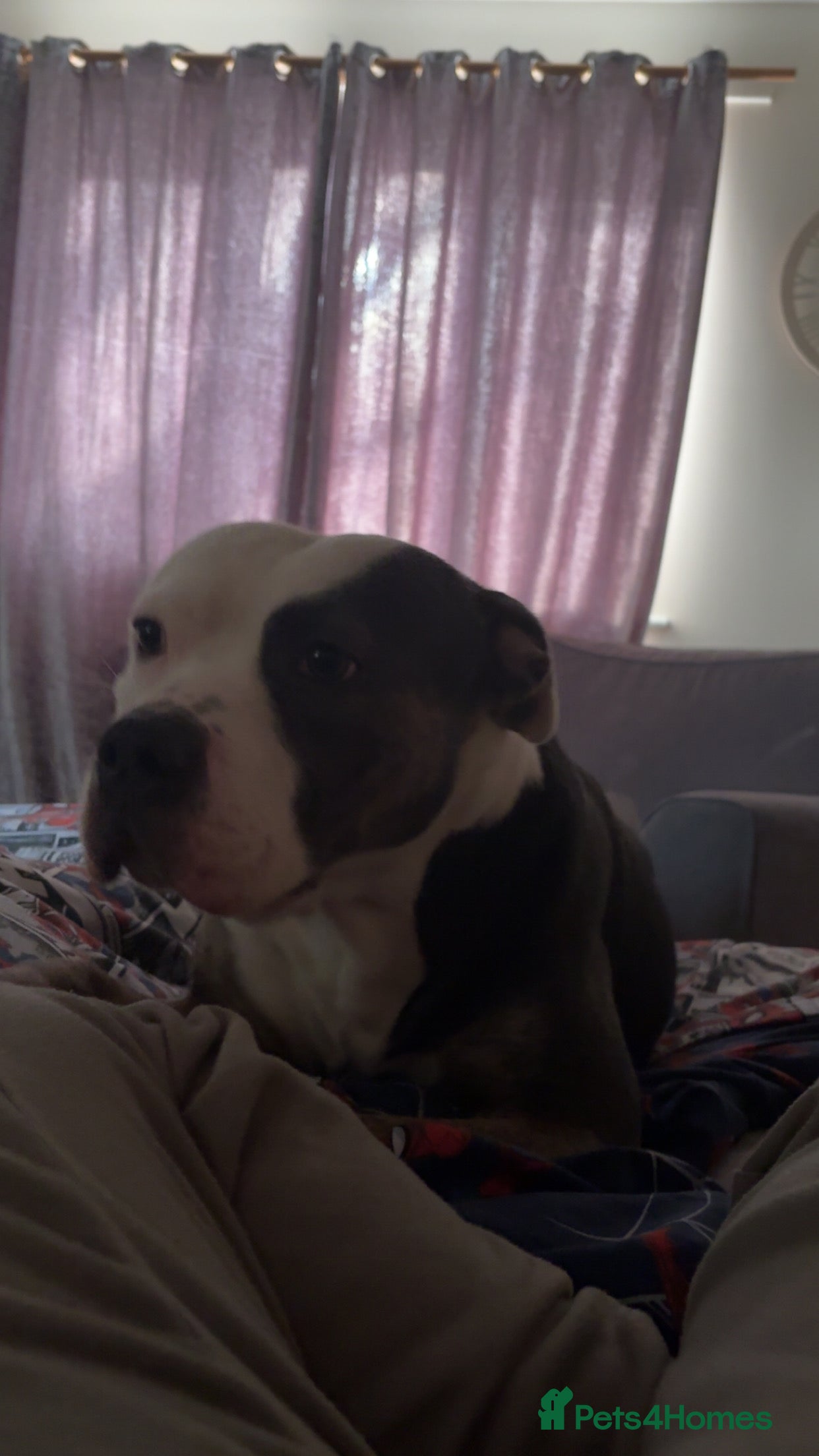 Mixed Breed dogs Staffy cross in Rotherham - Advert 1