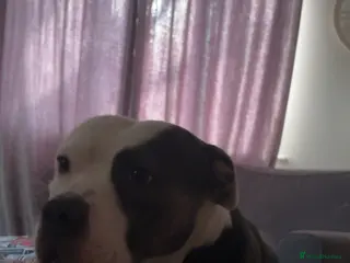 Mixed Breed dogs Staffy cross in Rotherham - Advert 1