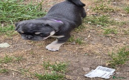 Pug dogs for sale: 2 KC Pug puppies available from a litter of 3. - Image 18
