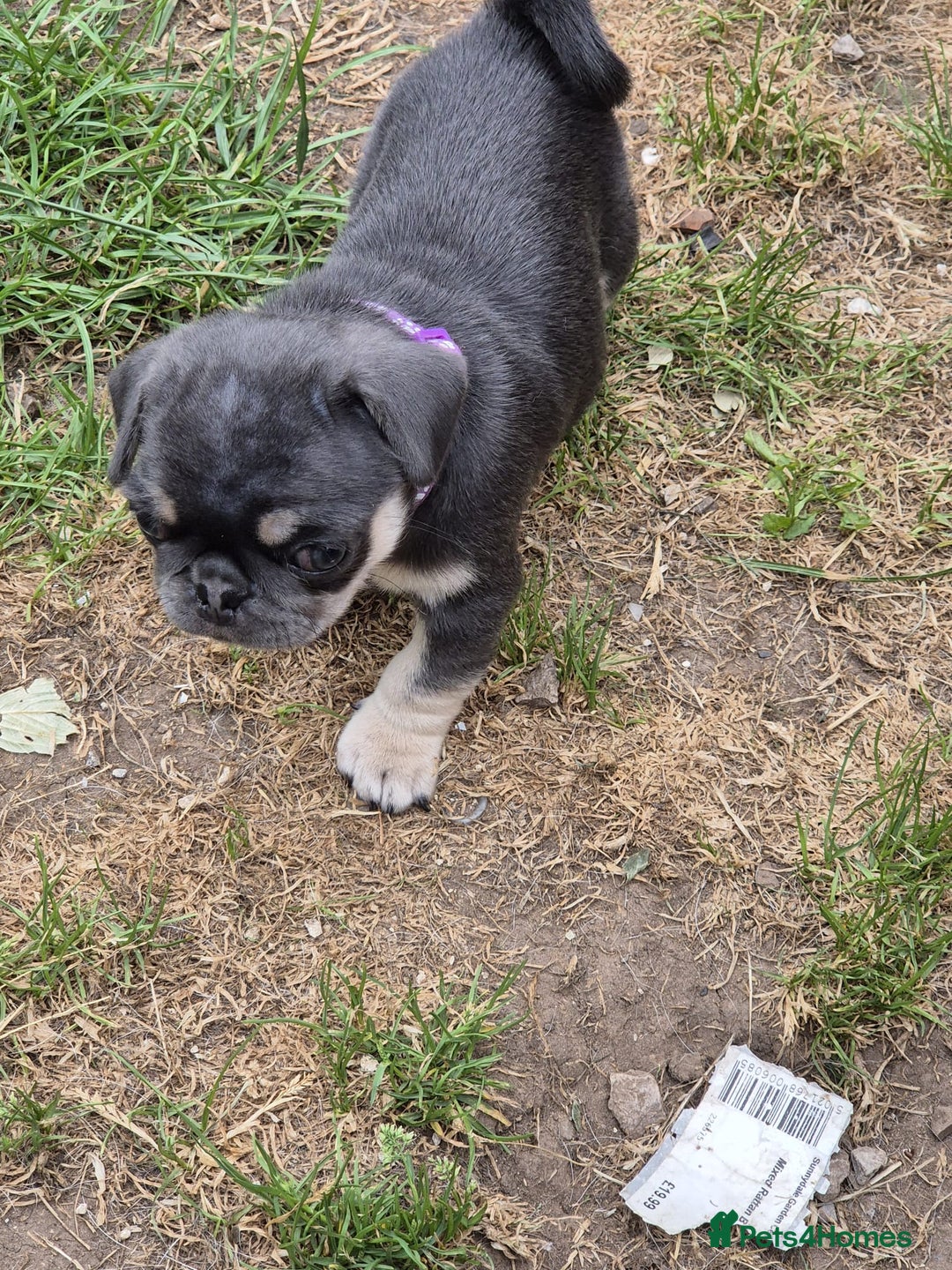 Pug dogs for sale: 2 KC Pug puppies available from a litter of 3. - Image 18