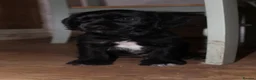 Cocker Spaniel dogs for sale: Gorgeous Schnocker puppies - Advert 10
