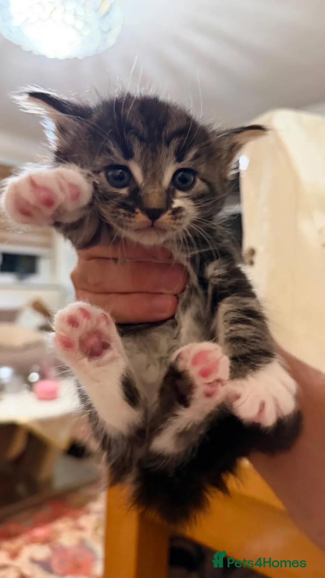 Bengal cats for sale: Bengal x kittens available  - Advert 12