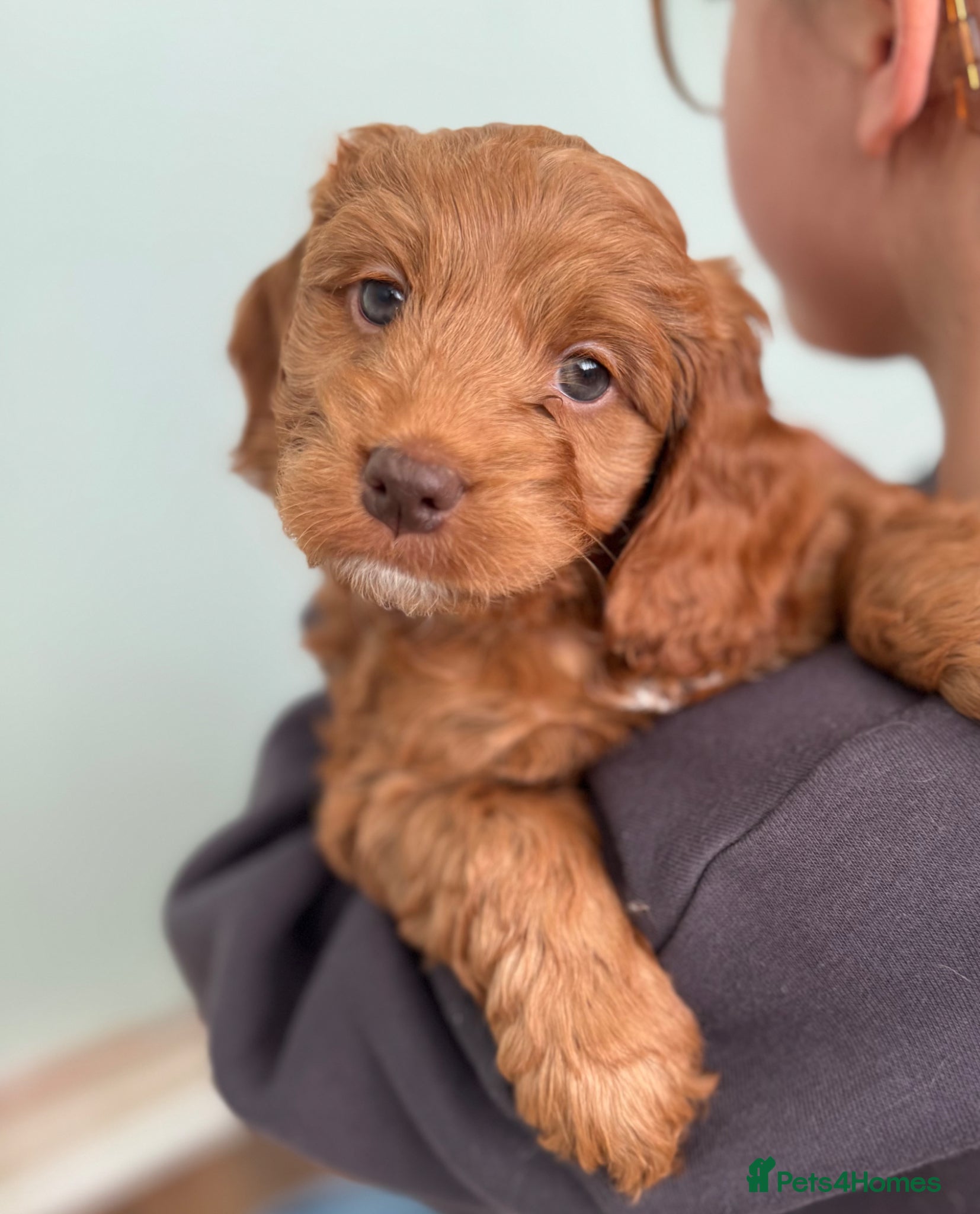 Cockapoo dogs for sale: JUST ONE GIRL REMAINING.STUNNING DARK RED COCKAPOO - Advert 7