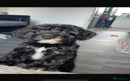 Cockapoo dogs for sale: Milo the pup - Image 1