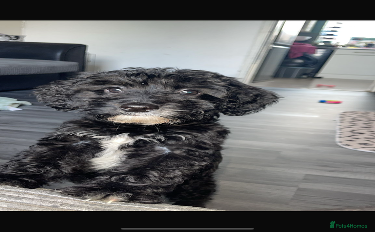 Cockapoo dogs - Advert 1