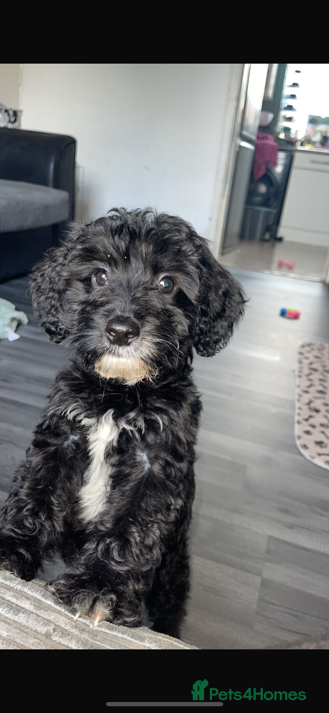 Cockapoo dogs for sale: Milo the pup - Image 1