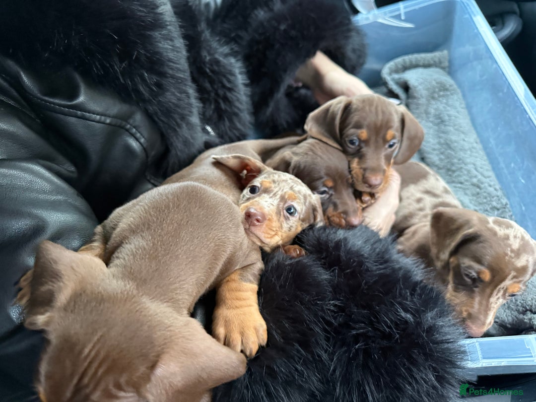 Miniature Dachshund dogs for sale: Mini Dachshunds  - Advert 23