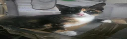 Mixed Breed cats for sale: 4 gorgeous Kittens Avaliable  - Advert 9