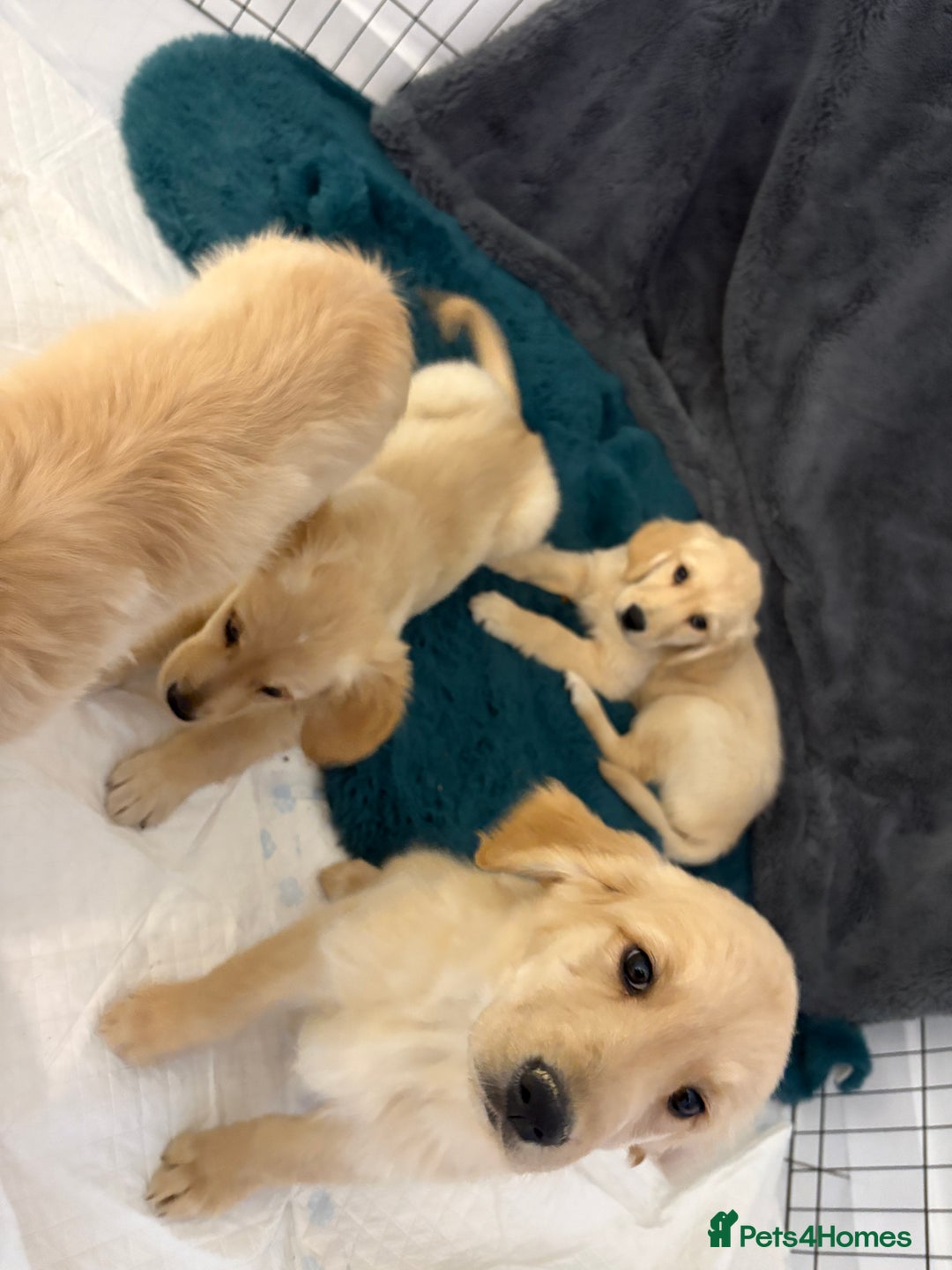 Golden Retriever dogs for sale: Golden retriever  - Image 10
