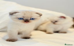 Scottish Fold cats for sale: Half Scottish half British short hair  in London - Image 17