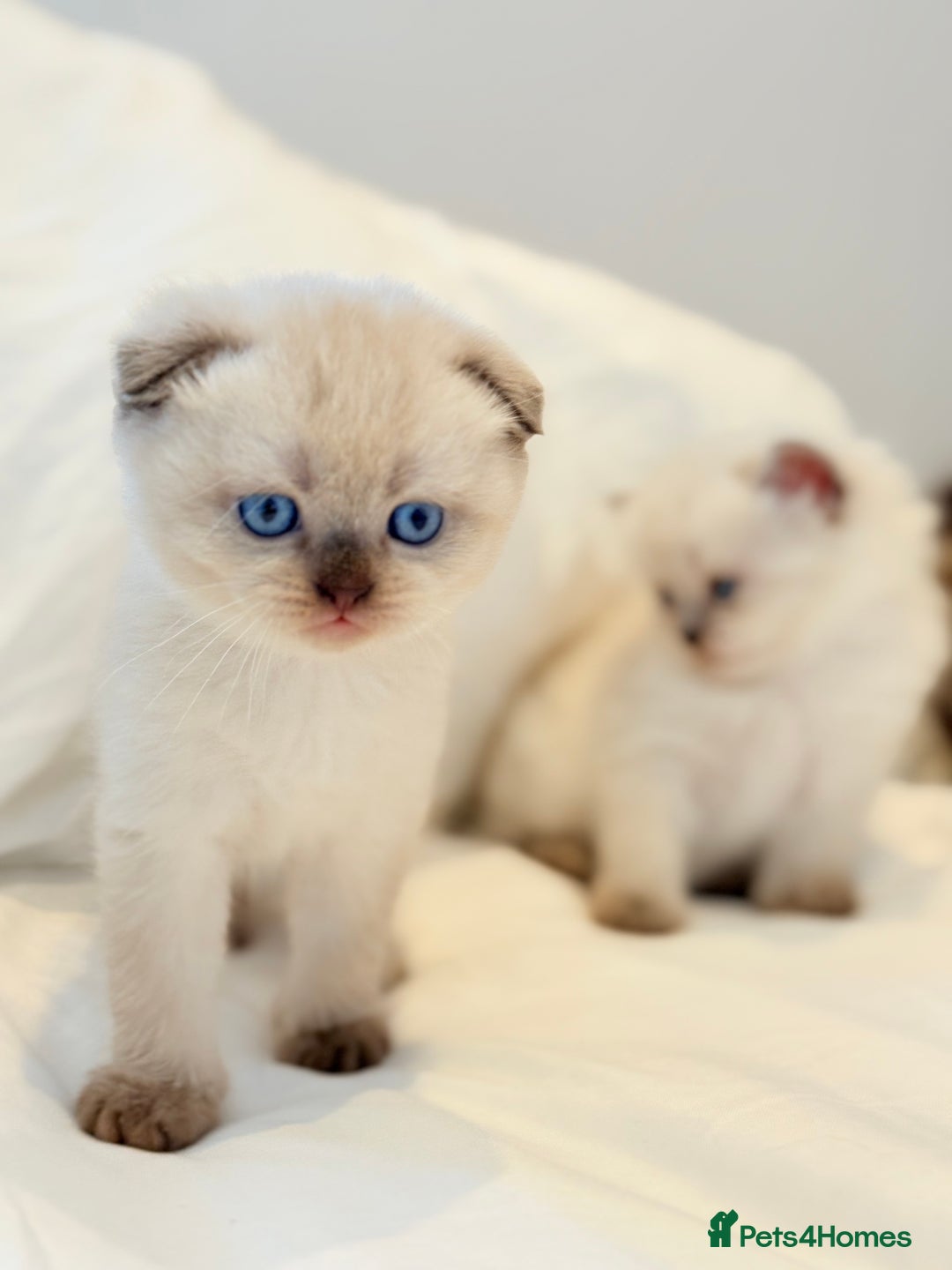 Scottish Fold cats for sale: Half Scottish half British short hair  in London - Image 17