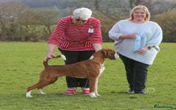 Boxer dogs for sale: KC Registered Boxer Puppies - Image 5