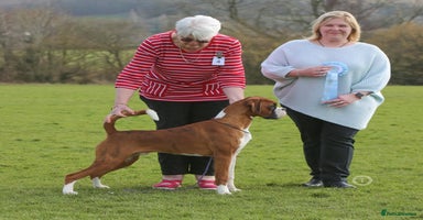 Boxer dogs - Advert 6