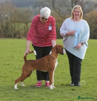 Boxer dogs - Advert 6