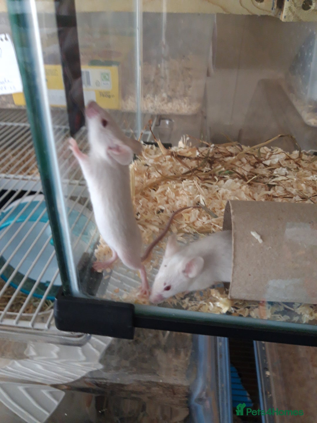 Mouse rodents for sale: Fancy mice babies  in Manchester - Image 3